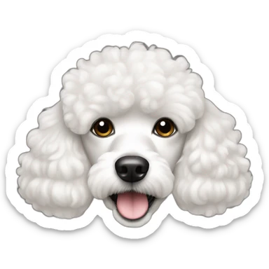 a white coco poodle dog with cute eyes looking at screen sticker