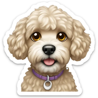 Dog maltipoo sticker