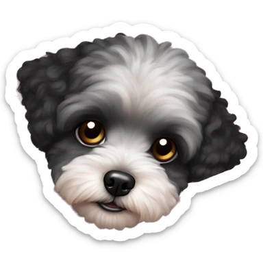 Black maltipoo dog under the light pink blanket  sticker