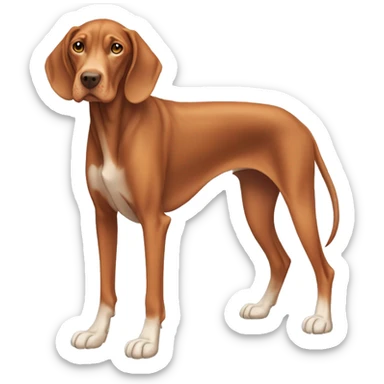 Aging Vizsla dog. Standing. Long ears. Long legs. White-colored paws. Light face.  sticker
