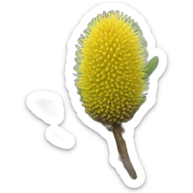 banksia sticker