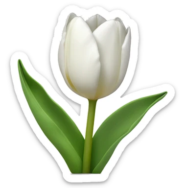 White tulips with bow sticker