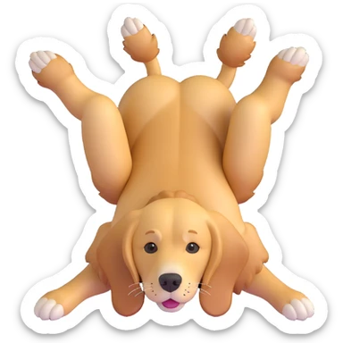 realistic golden retriever lying on its back, face up, all four legs visible sticker
