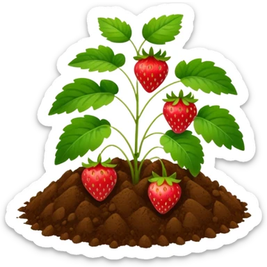 strawberry plant with ground sticker