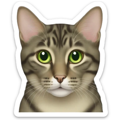 Green eyed American bobtail cat  sticker
