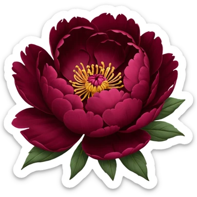 Burgundy peony flower, open full bloom, no leaves, isolated, minimalistic style sticker