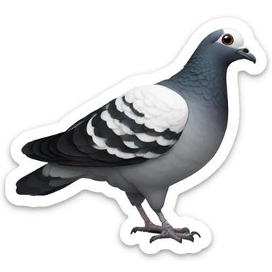 Pigeon with white and black feathers sticker