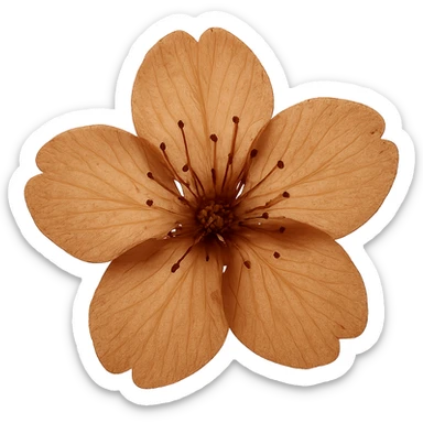 show  one brown cherry blossom without a stem , remove background sticker