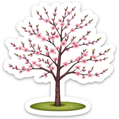 Long tall thin elegant pretty beautiful Sakura tree in the garden sticker