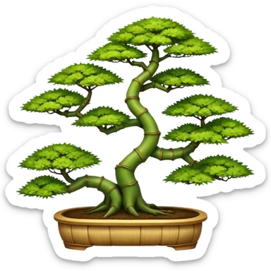 Tiered and twisted bamboo floor shelving unit stand displaying hair leaf maples and pine bonsai plants(in shallow bonsai pots)  sticker