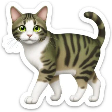 Green eyed American bobtail cat walking sticker