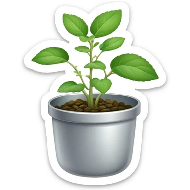 Young sprouts of Plectranthus Verticillatus with perfectly circular coin-shaped leaves in a silver metallic pot sticker