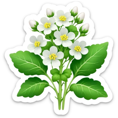 Oilseed Radish sticker