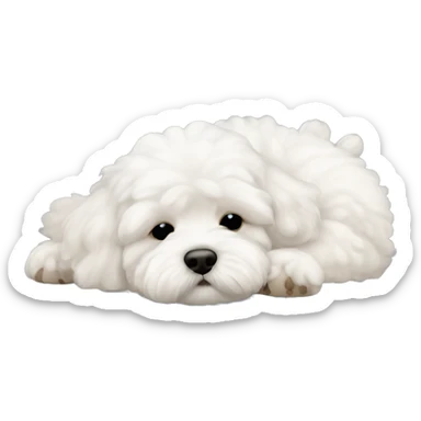 White maltipoo sleeping with feet up feet up  sticker