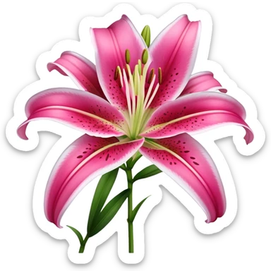 single Deep Pink Oriental Lily with White Edge, straight stem sticker
