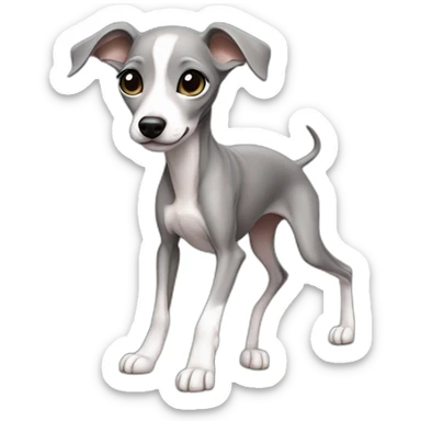 Full body Italian greyhound female puppy, gray color with white chest, shinning eyes jumping sticker