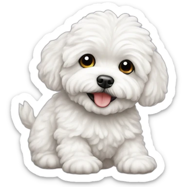 a white maltipoo pinching like italian sticker