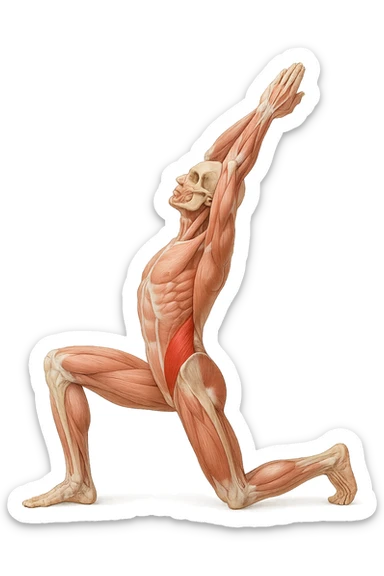 corpo umano anatomico realistico che fa stretching allungando il muscolo PSOAS, isolato su sfondo bianco sticker