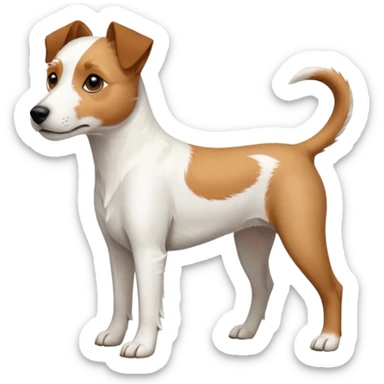 a full body white parson russell looking dog the size of a kelpie with light brown ears and a light brown patch on one eye and a large snout sticker
