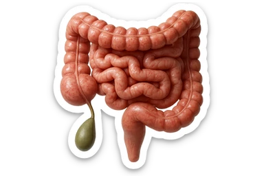 CISTIFELLEA E INTESTINO SONO COLLEGATI NEL DOLORE, SENZA SCRITTE E L'INTESTINO FALLO PERFETTO E REALISTICO, NON DISEGNATO iperrealistico 4k sticker