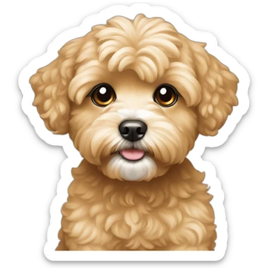 Golden maltipoo with white breast sticker