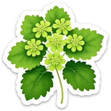 Lady's Mantle sticker