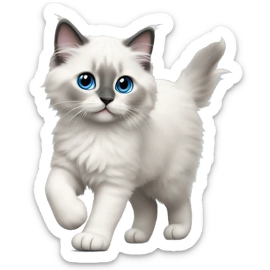 blue point ragdoll kitten walking  sticker