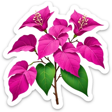 Bougainvillea sticker