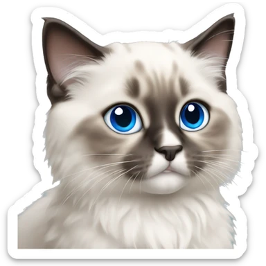 ragdoll kitten with blue eyes sticker