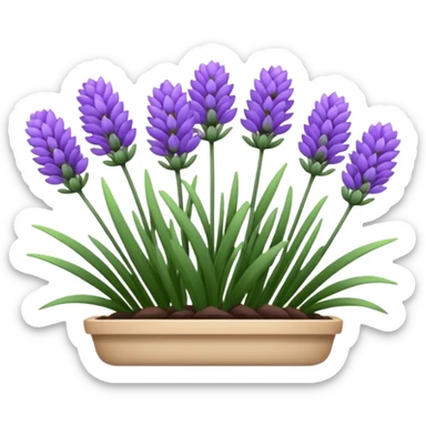 Lavanda sticker