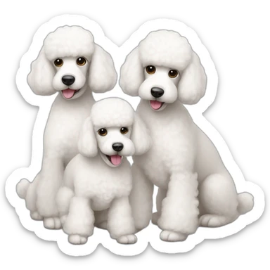 three-white-little-poodles sticker