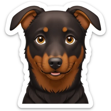 Black & Fire (brown) Beauceron of 1 y.o with black eye  sticker