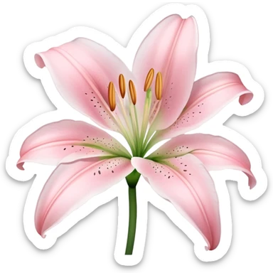 light pink lilium sticker