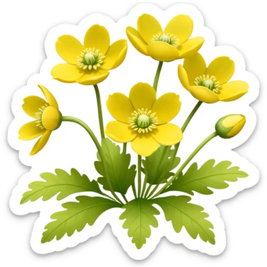 Yellow woodland anemone flowers with leafs sticker