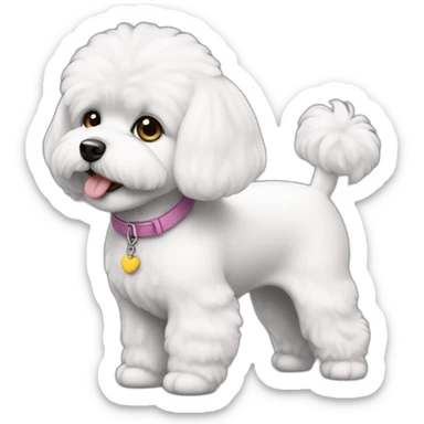 bichon-frize sticker