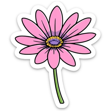 pink African daisy flower, Osteospermum, single flower with pink petals sticker