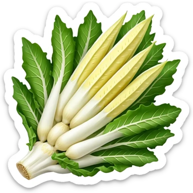 Belgian endive sticker