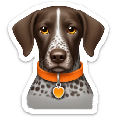 German shorthair pointer with orange collar sticker