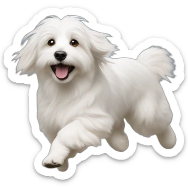 coton de tulear running sticker