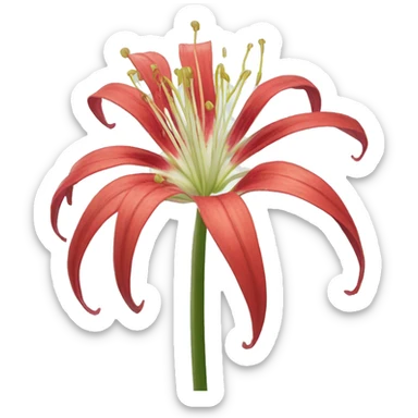 Spider lily sticker