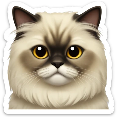short hair himalayan cat pretty sticker