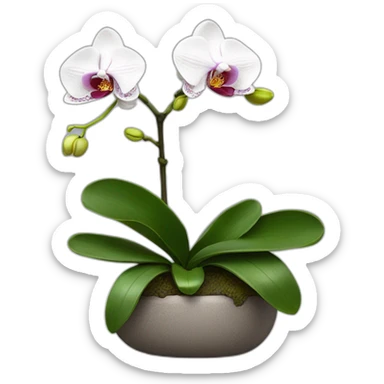 Phalaenopsis Orchid flower sticker