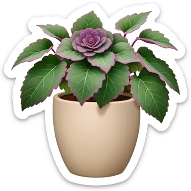 Begonia Rex with greenish-purple spiral leaves in a beige pot sticker