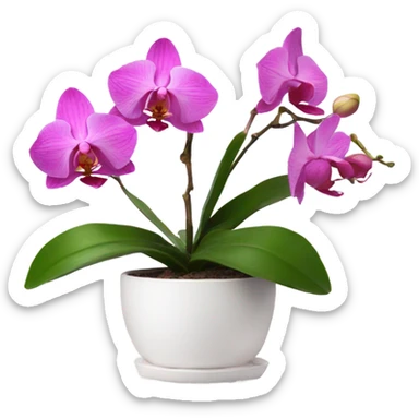 Pink orchid in white pot sticker