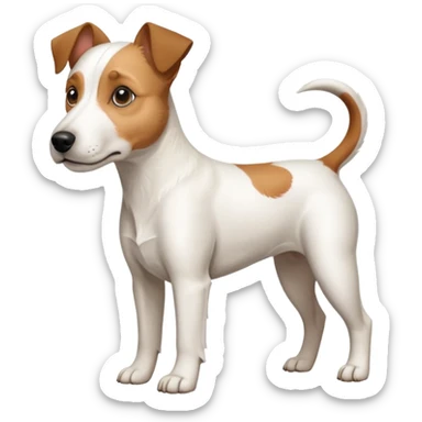 a full body large white parson russell terrier looking dog the size of a kelpie with light brown big ears and a light brown patch on one eye and a large snout sticker