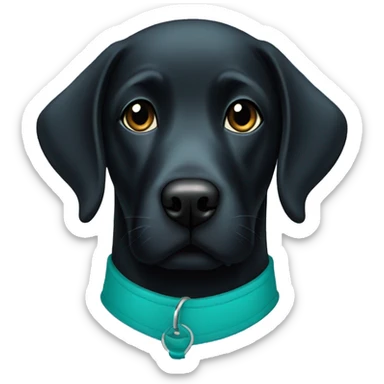Black Labrador with a teal collar sticker
