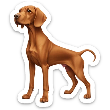 Vizsla on dragon’s back sticker