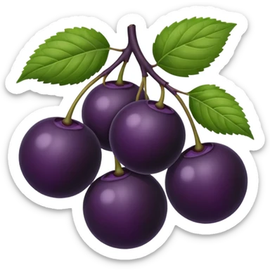 Black elderberry  sticker