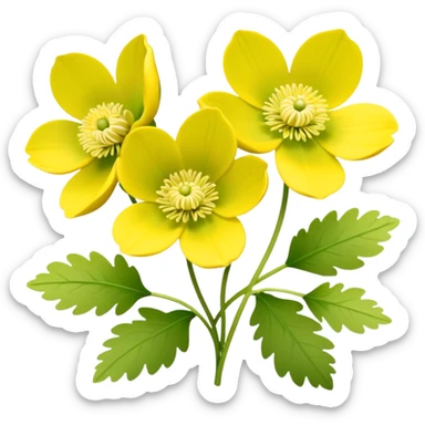 Yellow woodland anemone flowers with leafs sticker