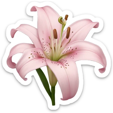 light pink lilium sticker